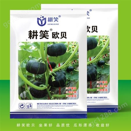 日本进口贝贝南瓜种子，纯度好 芽率高，300粒包装 ，种子繁育基地批发供应
