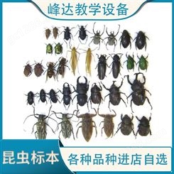 峰达教学 昆虫标本 真实昆虫树脂标本 有需定制