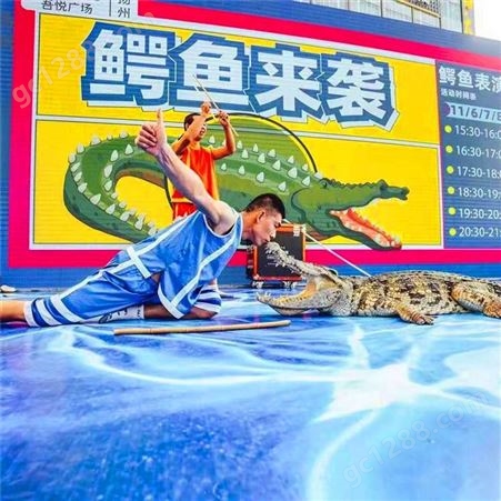 鸿淘 公园鳄鱼表演 展览演出 规格齐全