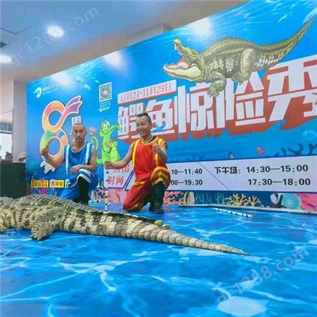 鸿淘 公园鳄鱼表演 展览演出 规格齐全