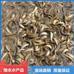 北京中国台湾黄金泥鳅  出售泥鳅苗养殖基地销售