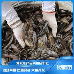 河南三门峡市泥鳅养殖技术 中国台湾泥鳅苗培育泥鳅苗养殖费用