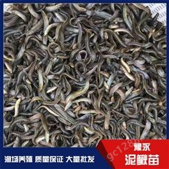 河南濮阳市泥鳅苗的成活率 豫永中国台湾泥鳅苗价格 泥鳅苗出售