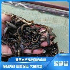 许昌人工中国台湾泥鳅苗 泥鳅繁育技术绿色生态养殖场