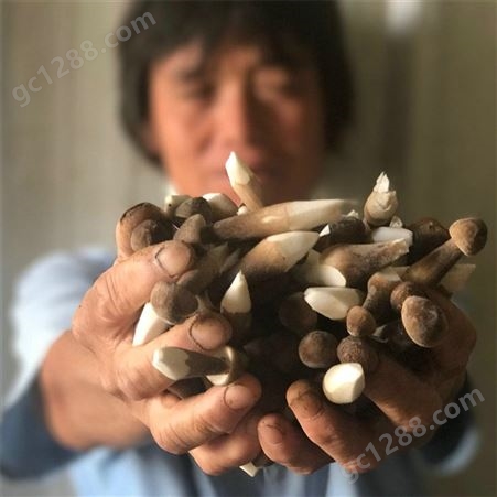 联盛 天津黑皮鸡枞菌厂家 北京鸡枞鲜货 价格合理