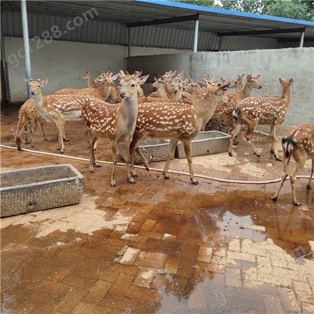 自养两岁梅花鹿种鹿300只 公母均有 养殖场提供养殖技术