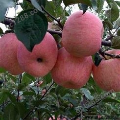 美八苹果 伟强果蔬 红星苹果 脆甜好吃不贵