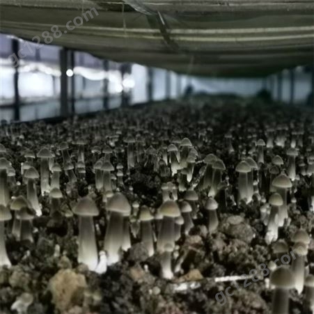 联盛 北京鸡枞菌基地 鸡纵菌 供应定做