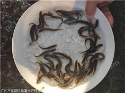 中国台湾泥鳅鱼苗批发代理招商