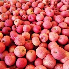 红星苹果价格 冷库苹果批发 新品种苹果树 伟强来电发货