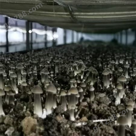 联盛 黑皮鸡枞菌种植技术 鸡枞菌种植 加工定做