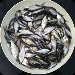 深圳销售 鳊鱼苗 水生植物为食 淡水鱼类养殖 三角鲂鱼苗采购