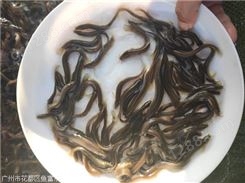 中国台湾泥鳅鱼苗什么时候放养