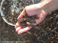 泥鳅鱼苗-塘鲺鱼苗-澳洲淡水龙虾苗