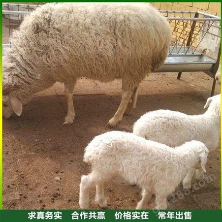 育肥小尾寒羊 小尾寒羊养殖场 小尾寒羊养殖技术 常年出售