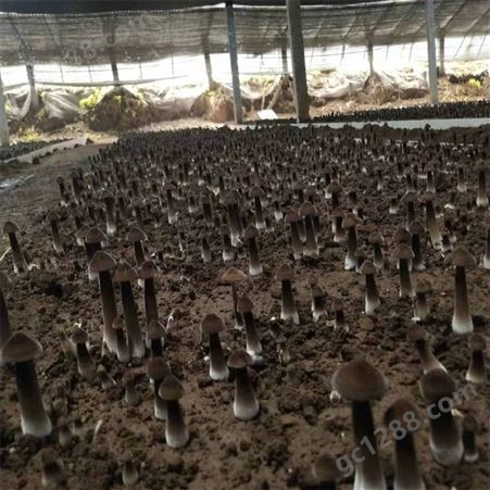 联盛 郑州鸡枞菌基地 食用黑皮鸡枞菌 加工定做