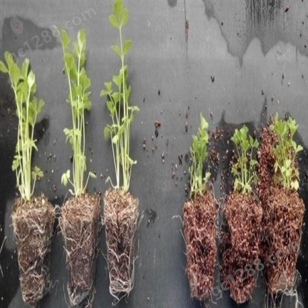 直供 天津信盈强力生根菌种 植物快速生根粉 植物生长调节剂