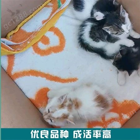 供应中华田园猫 橘猫活体 宠物猫价格