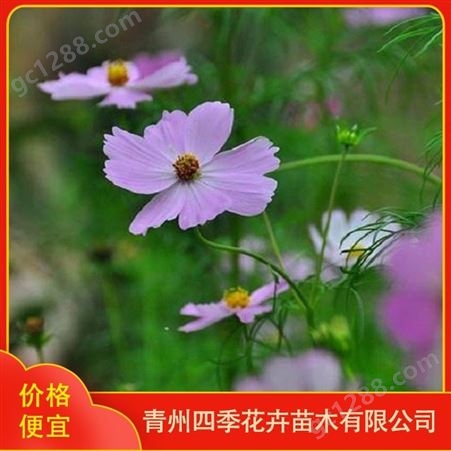 波斯菊 种类繁多 四季花卉 波斯菊小苗价格