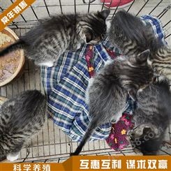 宠物猫活体价格 狸花猫幼猫 种黑猫销售供应