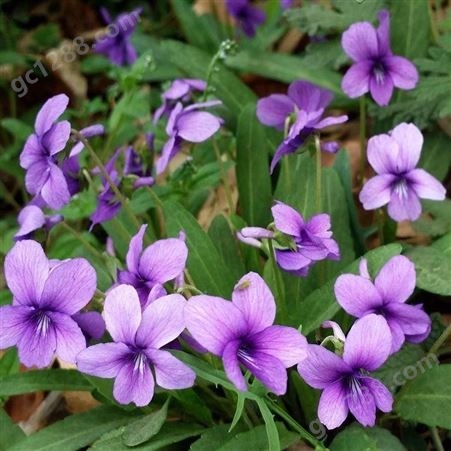 紫花地丁 紫花地丁价格 紫花地丁基地 紫花地丁种植基地 四季紫花地丁