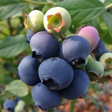 根系发达蓝莓苗 地栽蓝莓苗 茂盛 结果快