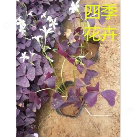 醡浆草 紫叶醡浆草基地 济宁红花醡浆草行情