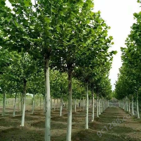 绿化树木速生法桐 16公分速生法桐工程种植速生法桐报价