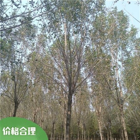 绿化白蜡树 12公分白蜡树 速生白蜡树 销售报价