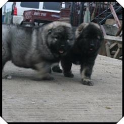 大型高加索  种高加索幼犬价格 高加索图片 高加索幼犬体重