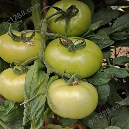 番茄种子_Lvtian/绿田_抗褪绿番茄种子_销售批发价格