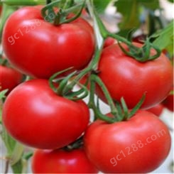 抗TY番茄种子_Lvtian/绿田_大果型番茄种子_出售厂家
