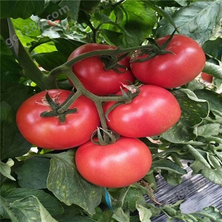 番茄种子_Lvtian/绿田_大果型番茄种子_经销商商家