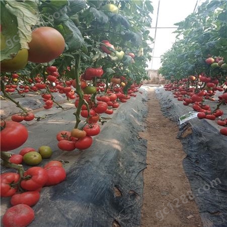 抗褪绿番茄种子_Lvtian/绿田_抗病毒番茄种子_供应生产商