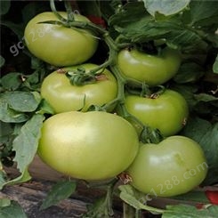 高抗死棵大粉果番茄种子_Lvtian/绿田_抗死棵西红柿种子_生产商出售