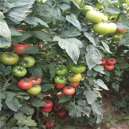 黄番茄种子_Lvtian/绿田_番茄种子_厂家商家