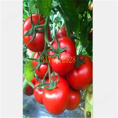 大果型番茄种子_Lvtian/绿田_抗TY番茄种子_供应经销商