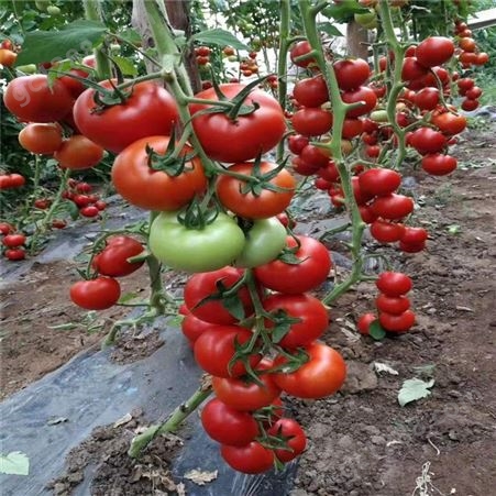 大果型番茄种子_Lvtian/绿田_抗TY番茄种子_供应经销商