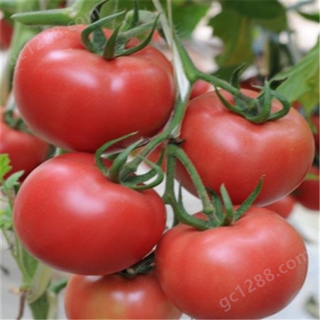 抗褪绿番茄种子_Lvtian/绿田_红果大番茄种子_存活率高批发