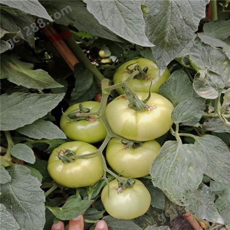 抗褪绿番茄种子_Lvtian/绿田_抗病毒番茄种子_供应生产商