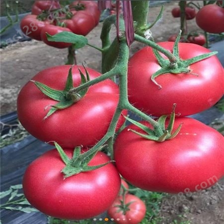 紫番茄种子_Lvtian/绿田_番茄种子_厂家供应商