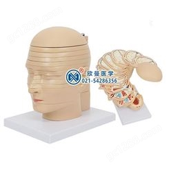 人体头颈部横断断层解剖模型（12片）