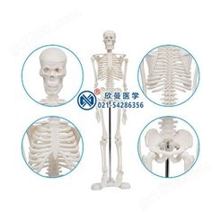 人体骨骼标本模型