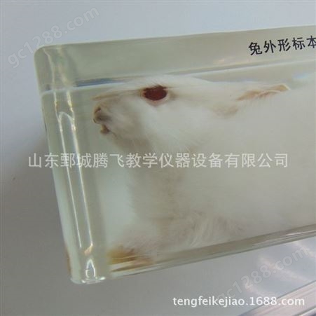 兔外形标本 包埋 幼年小兔 树脂工艺品 教学用 山东腾飞
