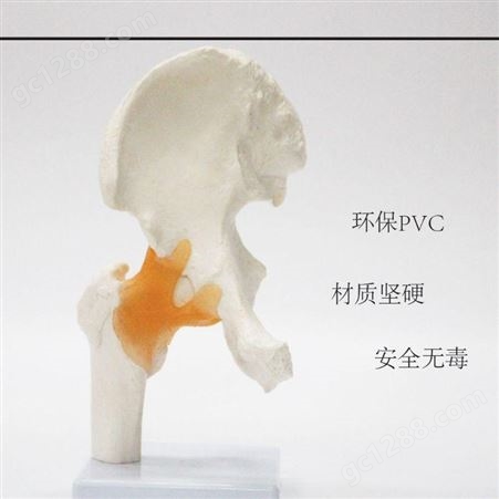 爆款髋关节模型正骨教学骨骼模型人体自然大功能型髋关节模型