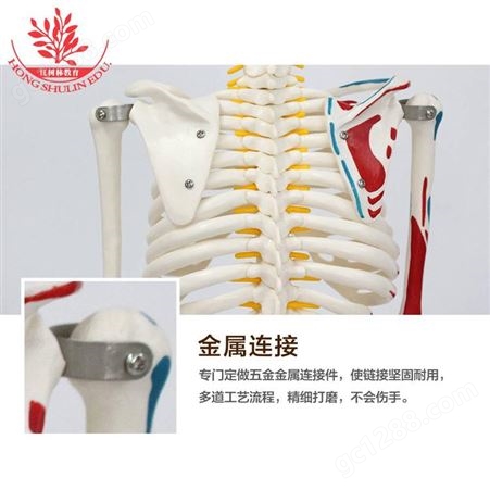 店长PVC材质手工彩绘带半边肌肉起止点立式人体85cm骨骼模型