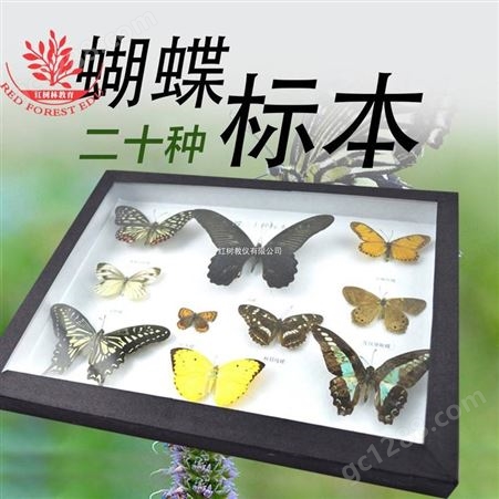 店长蝴蝶标本20种蝴蝶标本完整还原度高观察学习蝴蝶标本20种