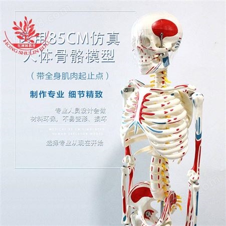 店长用于教学讲解85cm骨骼带全身肌肉起止点模型85cm骨骼模型