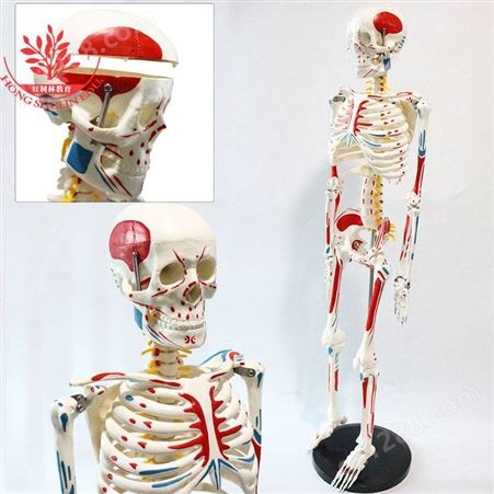 店长用于教学讲解85cm骨骼带全身肌肉起止点模型85cm骨骼模型