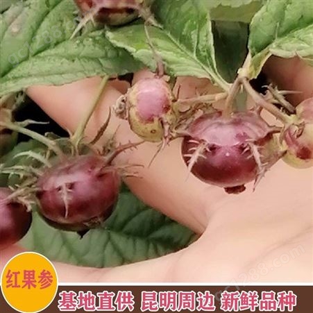 鑫燎三农 红果参前景 红果参育苗技术 新上市